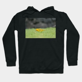 Saffron Finch Hoodie